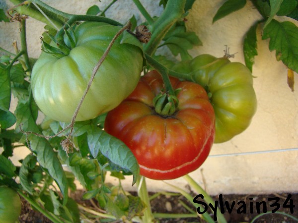 Fichier:Tomate ispolin-1.jpg
