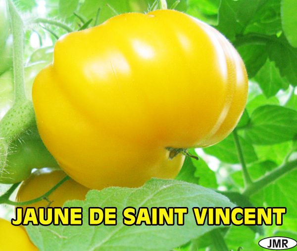 Fichier:Tomate jaune de st vincent.jpg