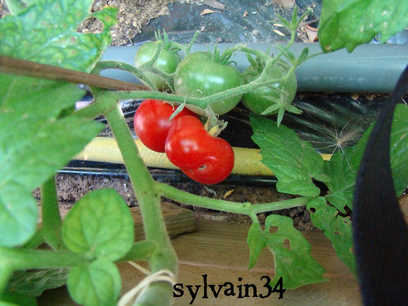 Fichier:Tomate joyau d'idaho.jpg