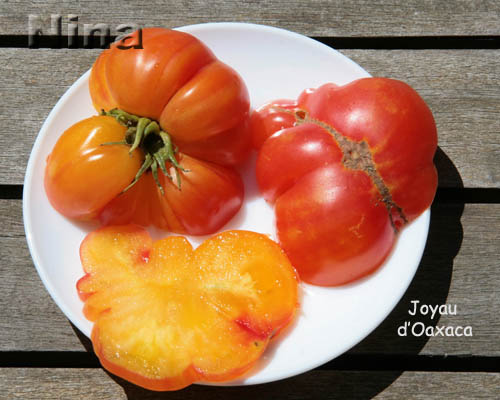 Fichier:Tomate joyau d oaxaca.jpg