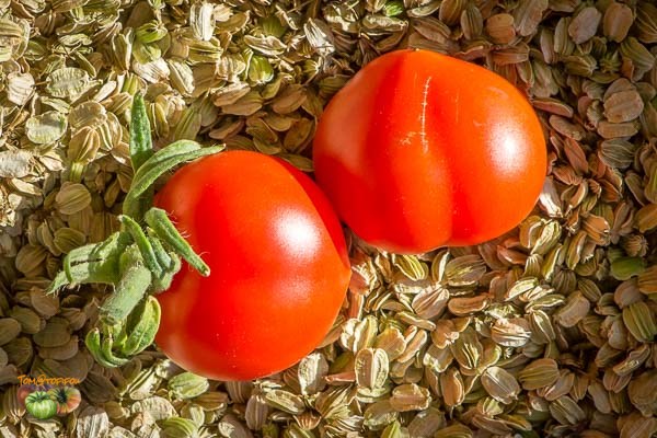 Fichier:Tomate kotlas-2.jpg