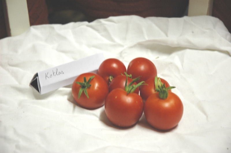 Fichier:Tomate kotlas.jpg