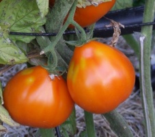 Fichier:Tomate lampe d aladin.jpg