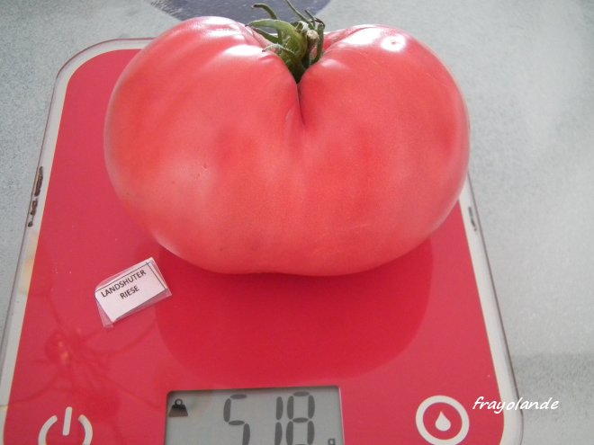 Fichier:Tomate landshuter riese.jpg