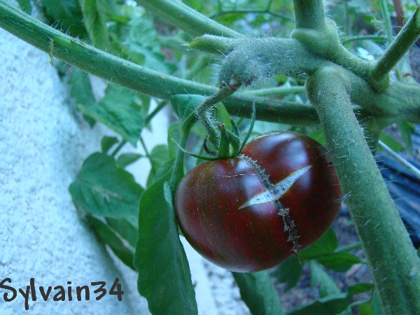 Fichier:Tomate large barred boar.jpg