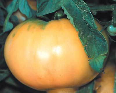 Fichier:Tomate lillian yellow-1.jpg