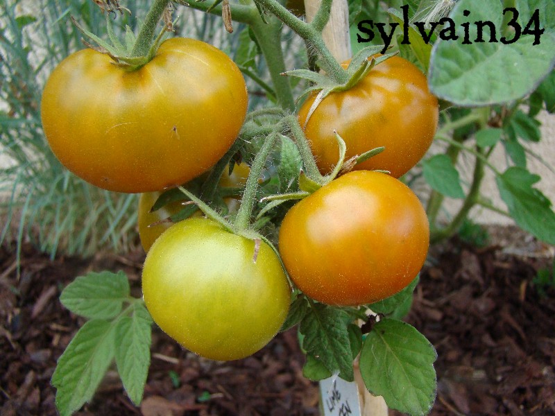 Fichier:Tomate lime green salad-1.jpg