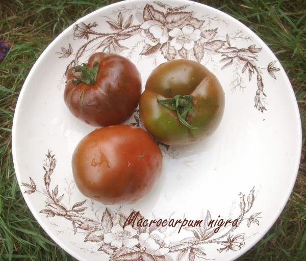 Fichier:Tomate lycopersicum macrocarpum nigra.jpg