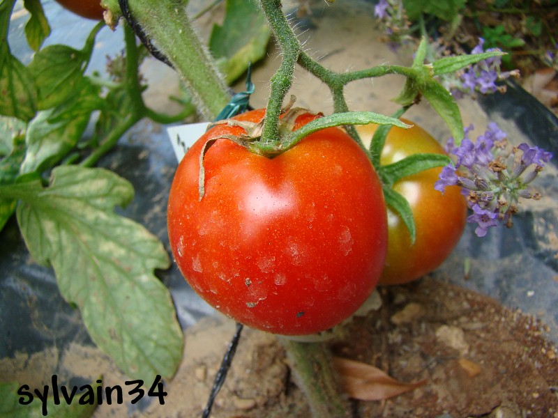 Fichier:Tomate manitoba-1.jpg