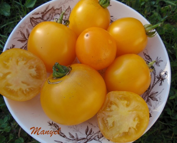Fichier:Tomate manyel.jpg