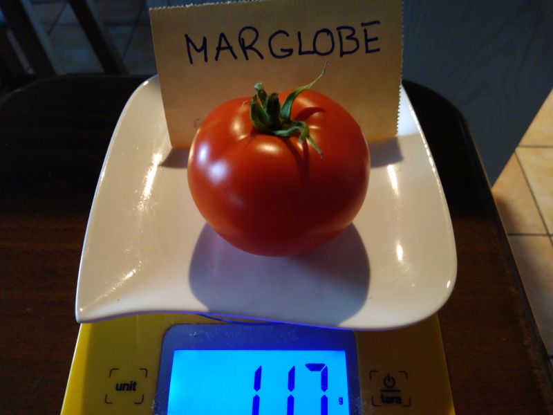 Fichier:Tomate marglobe-1.jpg