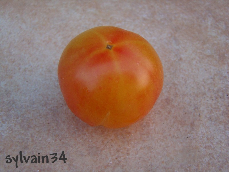 Fichier:Tomate marizol magic-1.jpg
