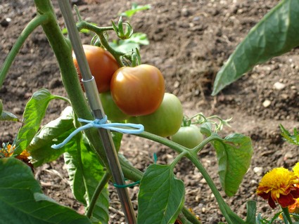 Fichier:Tomate matina.jpg