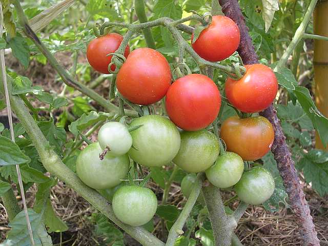 Fichier:Tomate miel du mexique.jpg