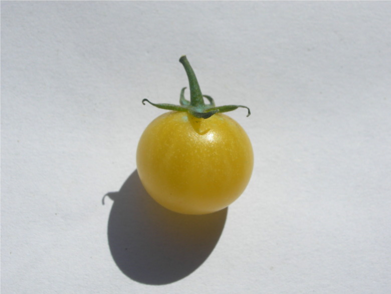 Fichier:Tomate mirabelle blanche op.jpg