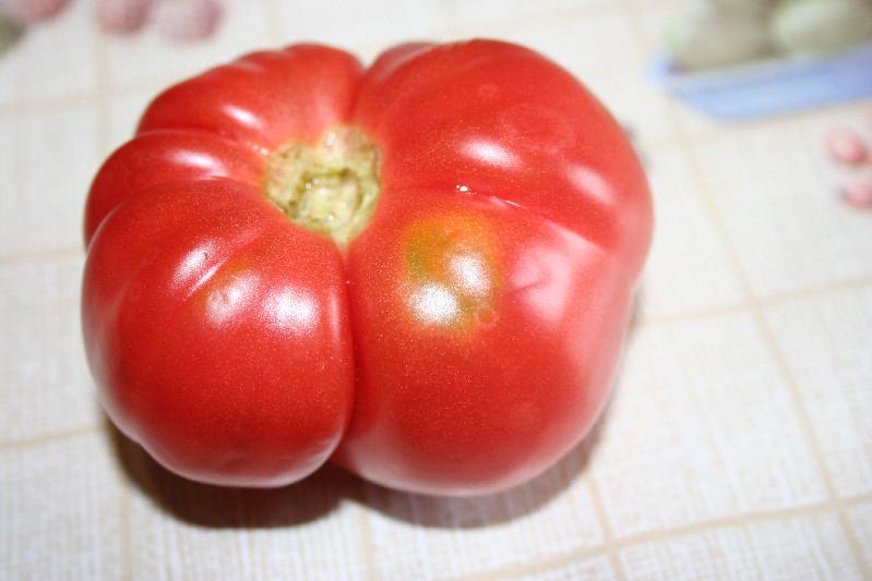 Fichier:Tomate montmaurin 1920-1.jpg