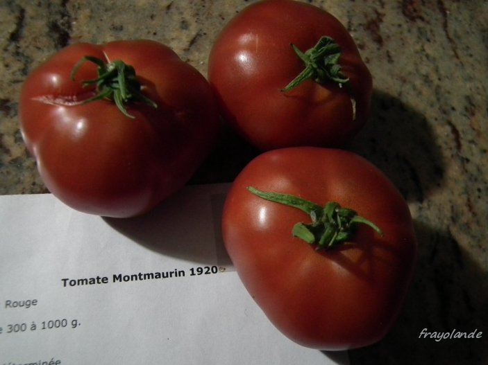 Fichier:Tomate montmaurin 1920-2.jpg