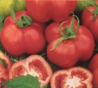 Tomate montserrat-1.jpg