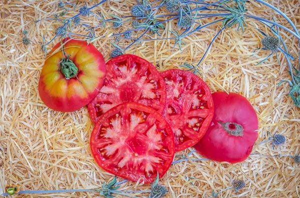 Fichier:Tomate mortgage lifter radiator charlie-1.jpg