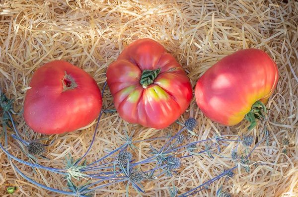 Fichier:Tomate mortgage lifter radiator charlie.jpg