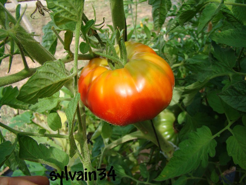 Fichier:Tomate moya-2.jpg