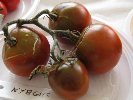 Fichier:Tomate nuagus-2.jpg