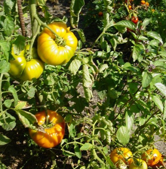 Fichier:Tomate olympic flame-1.jpg