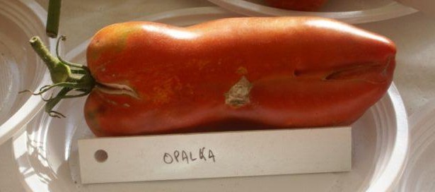Fichier:Tomate opalska-1.jpg