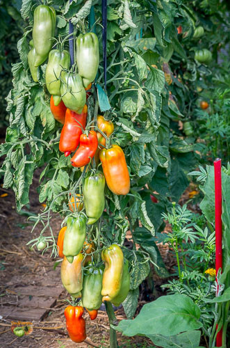 Fichier:Tomate opalska.jpg