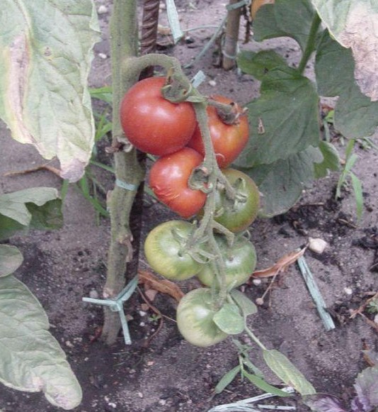 Fichier:Tomate optimus-1.jpg