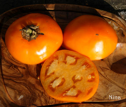 Fichier:Tomate orange queen-1.jpg