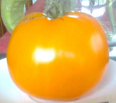 Fichier:Tomate orange queen-2.jpg
