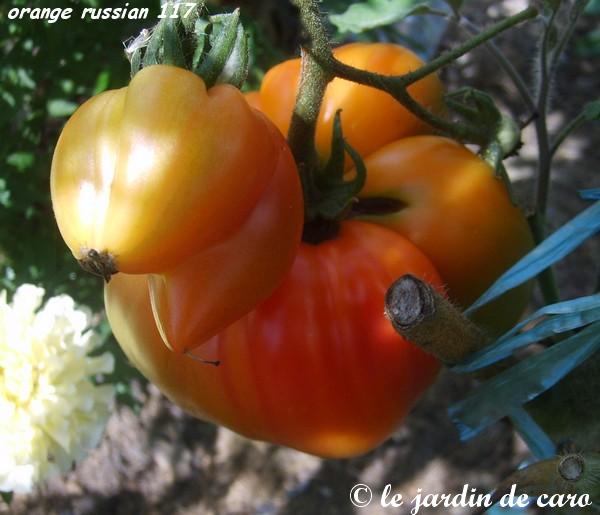 Fichier:Tomate orange russian 117.jpg