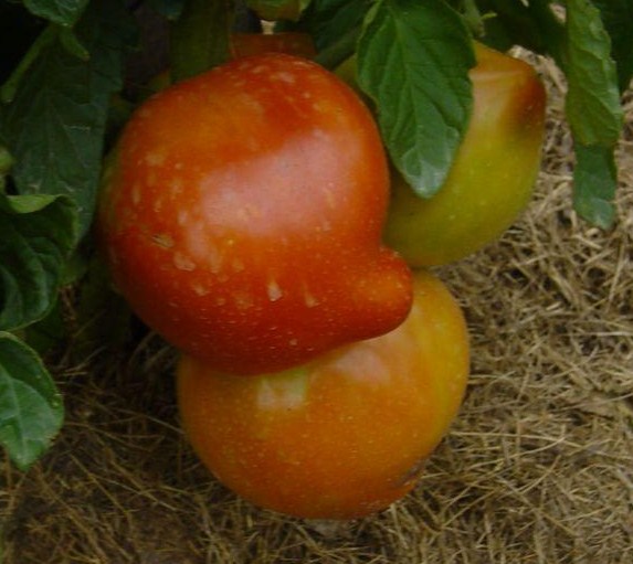 Fichier:Tomate palla di fuocco-1.jpg