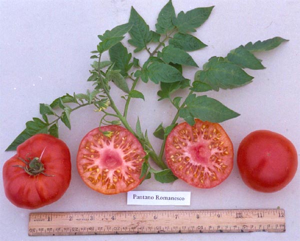 Fichier:Tomate pantano romanesco-2.jpg