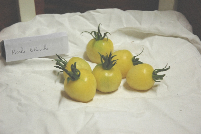 Fichier:Tomate peche blanche-2.jpg