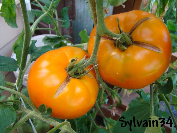 Fichier:Tomate persimmon-1.jpg
