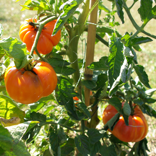 Fichier:Tomate persimmon-2.jpg
