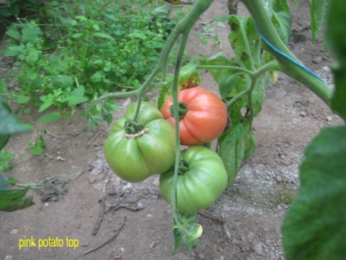 Fichier:Tomate pink potato top.jpg