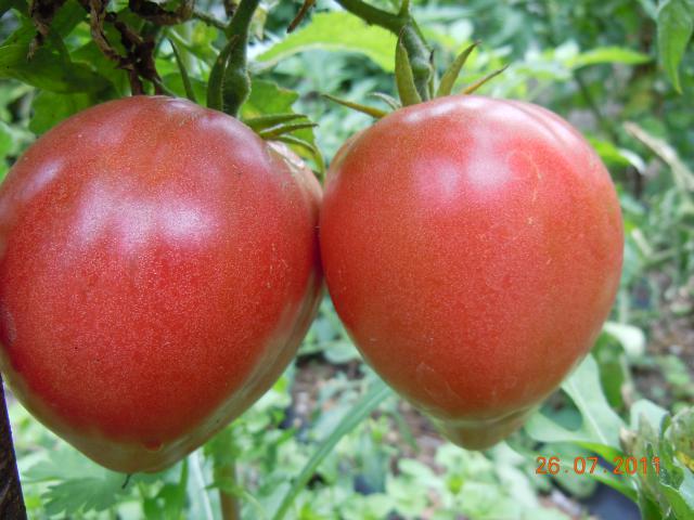 Fichier:Tomate pink russian 117.jpg