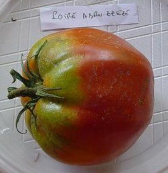 Fichier:Tomate pira di abruzzo-2.jpg