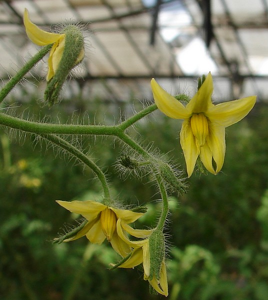 Fichier:Tomate plourde.jpg