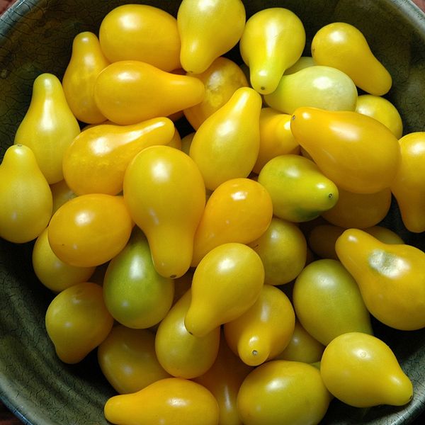 Fichier:Tomate poire jaune.jpg