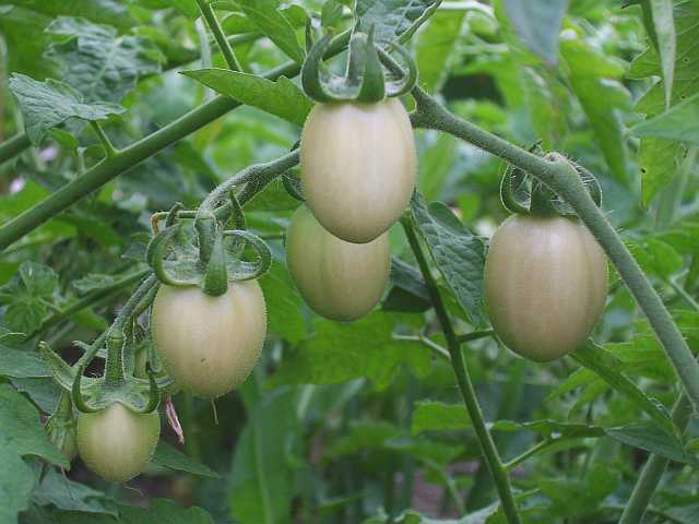 Fichier:Tomate poland pink-1.jpg