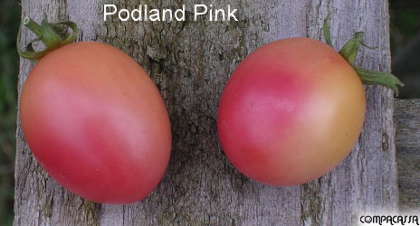 Fichier:Tomate poland pink.jpg
