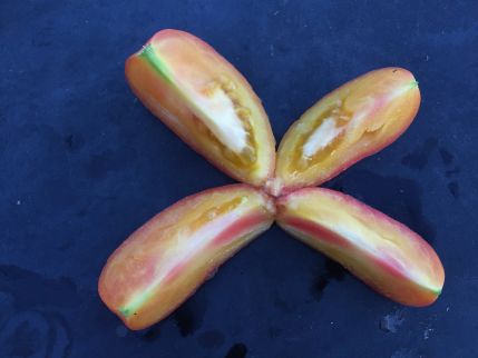 Fichier:Tomate polish pastel op-2.jpg