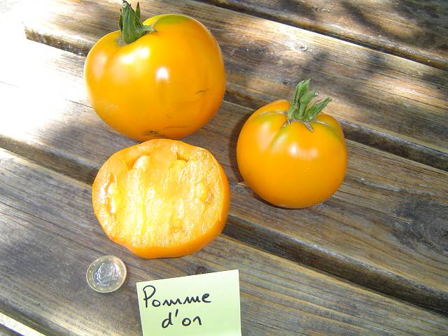 Fichier:Tomate pomme d or.jpg