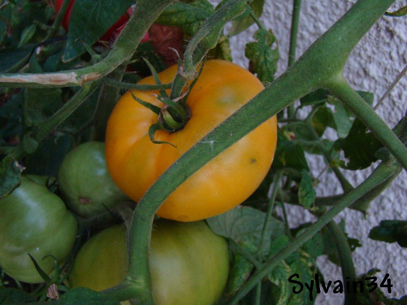 Fichier:Tomate ponderosa golden-1.jpg
