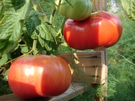Fichier:Tomate potiron ecarlate-1.jpg