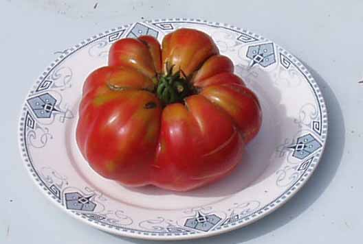 Fichier:Tomate potiron ecarlate.jpg